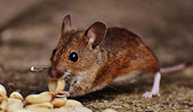 24 Hour & Emergency Exterminators in East Akron, OH